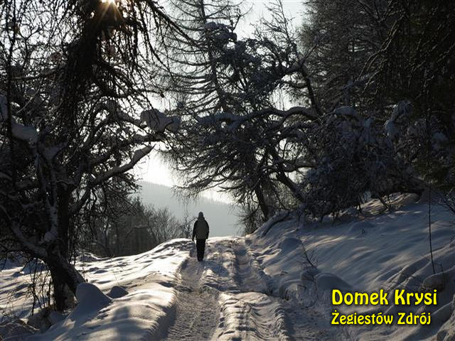 W lasach w Żegiestowie są trakty idealne do zimowych spacerów i jazdy na nartach biegowych.